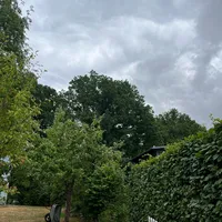 Wespennest_08.07.2025.jpg
